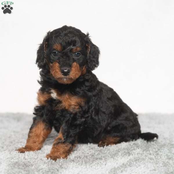 Misty, Cavapoo Puppy